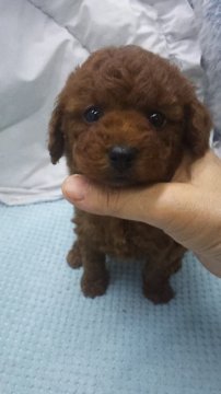 トイプードル(タイニー)【東京都・女の子・2020年2月8日・レッド】の写真「タイニーサイズ予想」