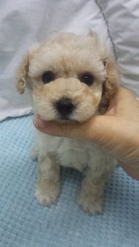 トイプードル(タイニー)【東京都・女の子・2019年5月29日・クリーム】の写真「ティーカップ～タイニーサイズ予想」