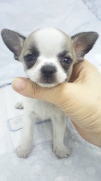 チワワ(スムース)【東京都・男の子・2014年12月18日・パーティー(牛柄)】の写真「ミニミニサイズ予想」