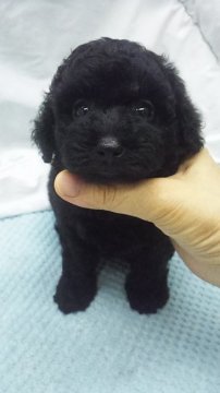 トイプードル(タイニー)【東京都・女の子・2019年5月25日・ブラック】の写真「タイニーサイズ予想」