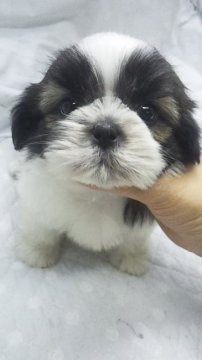 シーズー【東京都・男の子・2018年1月2日・ゴールド&ホワイト】の写真「小ぶり予想」