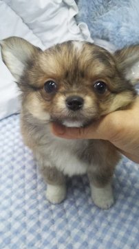 チワワ(ロング)【東京都・男の子・2016年12月28日・レッド&ホワイト】の写真「小ぶり予想」