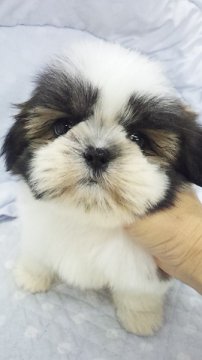 シーズー【東京都・男の子・2013年8月17日・ホワイト&ゴールド(ミニサイズ予想)】の写真「」