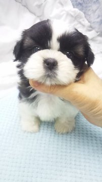 シーズー【東京都・女の子・2019年11月8日・ゴールド&ホワイト】の写真「小ぶり予想」