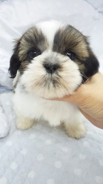 シーズー【東京都・女の子・2013年10月20日・ゴールド&ホワイト(小ぶり予想)】の写真「」