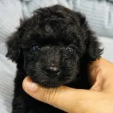 タイニープードル【東京都・男の子・2023年6月18日・ブラック】の写真1