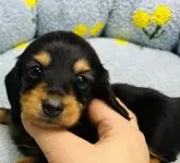 ミニチュアダックスフンド(ロング)【東京都・男の子・2023年12月31日・ブラック&タン】の写真2