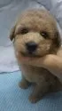 タイニープードル【東京都・女の子・2019年5月5日・アプリコット】の写真2