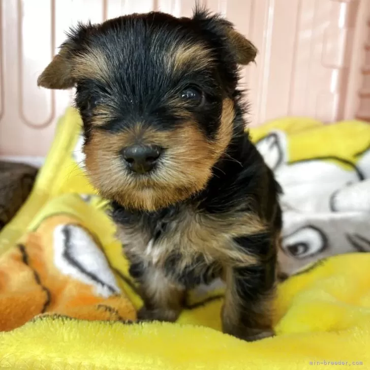 ID：2510-07252の子犬