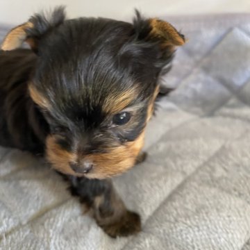 ヨークシャーテリア【東京都・男の子・2025年2月2日・スチールブルー&タン】の写真「小ぶりお顔可愛いキュートな雰囲気」