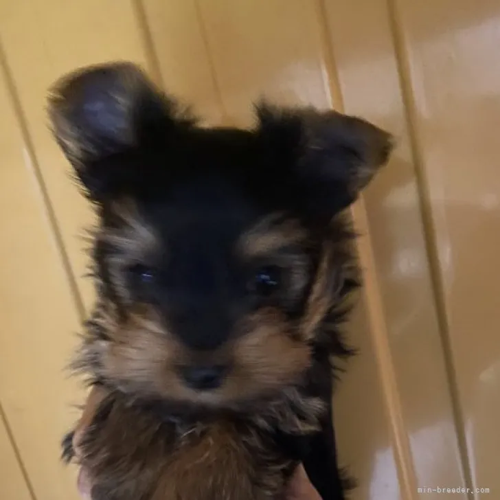 ID:2301-04132の子犬