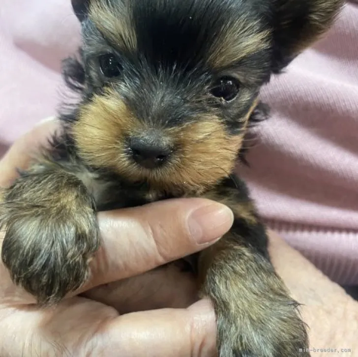 Y.Ｉ 様のお迎えした子犬
