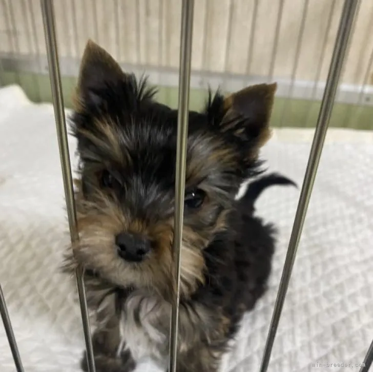 ID：2302-04154の子犬