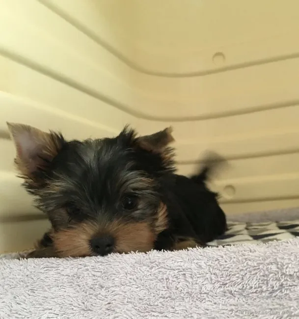 ID：1810-00220の子犬