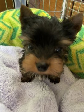 ヨークシャーテリア【東京都・男の子・2020年1月14日・スチールブルー&タン】の写真「丸顔のかわいい子です。」