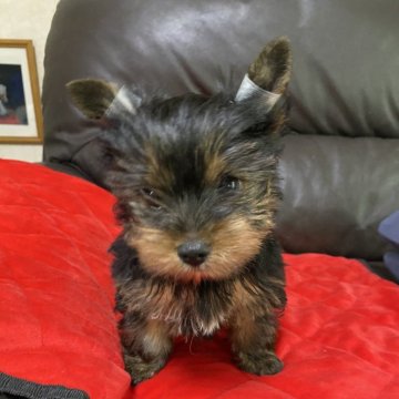 ヨークシャーテリア【東京都・男の子・2024年8月24日・スチールブルー&タン】の写真「ＪＫＣチャンピオン直子の良血です。」