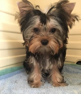 ヨークシャーテリア【東京都・男の子・2018年6月8日・スチールブルー&タン】の写真「お顔が抜群にかわいい」