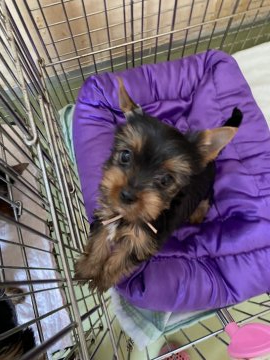 ヨークシャーテリア【東京都・男の子・2022年3月6日・スチールブルー&タン】の写真「健康的なかわいい子」