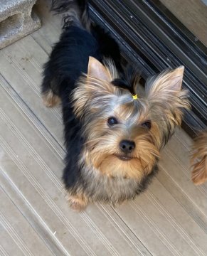 ヨークシャーテリア【東京都・男の子・2020年5月28日・スチールブルー&タン】の写真「両親ともチャンピオン」