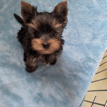 ヨークシャーテリア【東京都・女の子・2022年9月16日・スチールブルー&タン】の写真「極小、極かわいい」