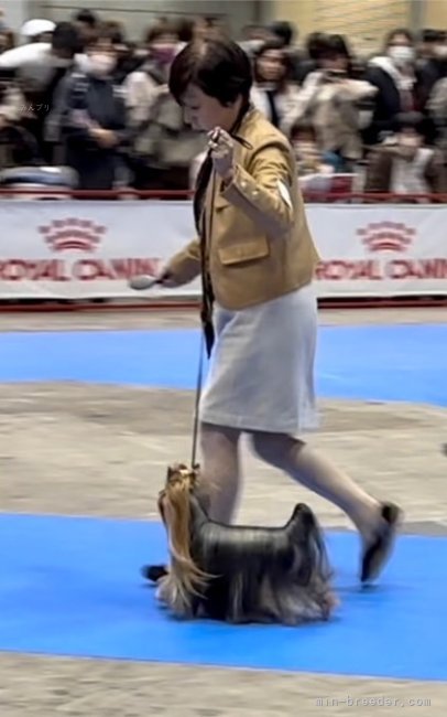 ヨークシャーテリア【・男の子・2022年12月11日・スチールブルーアンドタン】