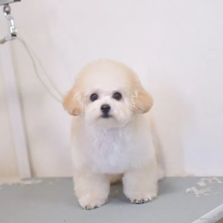 ID:2506-06551の子犬