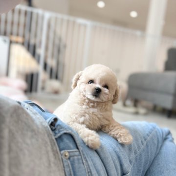 トイプードル(ティーカップ)【香川県・女の子・2025年6月18日・クリーム】の写真「パーフェクトガール♡」