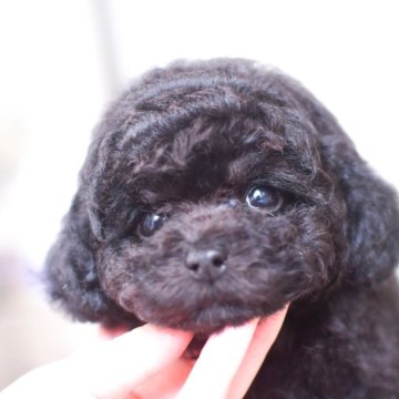 トイプードル(タイニー)【香川県・男の子・2025年3月13日・ブラック】の写真「マイペースな男の子」