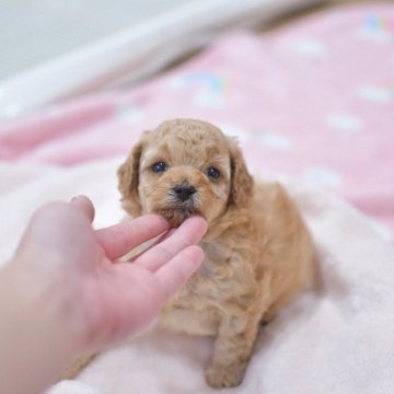 トイプードル(トイ)【香川県・男の子・2025年8月14日・アプリコット】の写真「まだまだbabyちゃん♡♡」