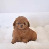 ティーカッププードル