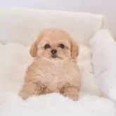 タイニープードル