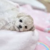 ティーカッププードル