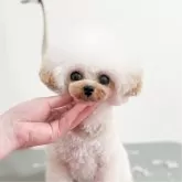 ティーカッププードル【香川県・女の子・2025年3月16日・アプリコット】の写真5「お母さん」