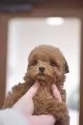 ティーカッププードル【香川県・女の子・2025年1月11日・レッド】の写真3