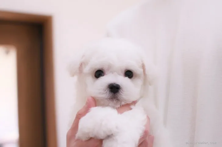 ID：2201-03233の子犬