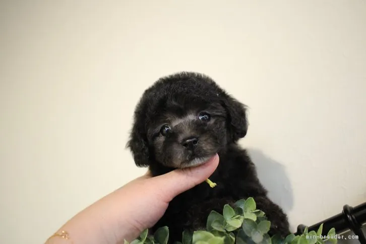 ID:1605-00185の子犬