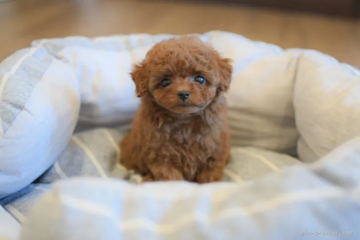 ID:1801-02687の子犬