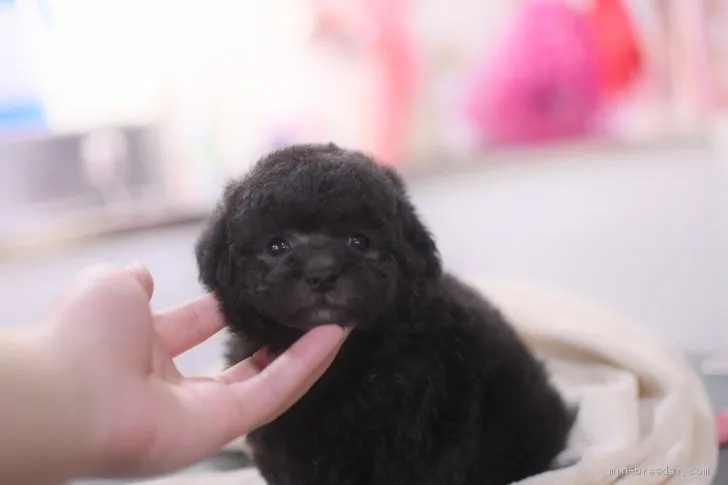 shin 様のお迎えした子犬
