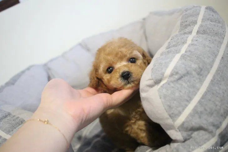 ID：1702-00613の子犬