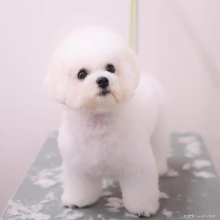 ID:2207-01277の子犬