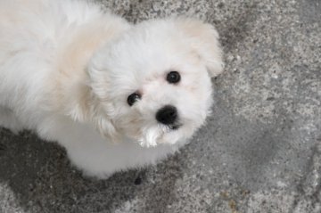 ビションフリーゼ【香川県・女の子・2017年1月20日・ホワイト】の写真「パパ インターチャンピオン ワクチン込み」