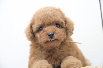 トイプードル(タイニー)【香川県・男の子・2017年6月17日・レッド】の写真「可愛い」