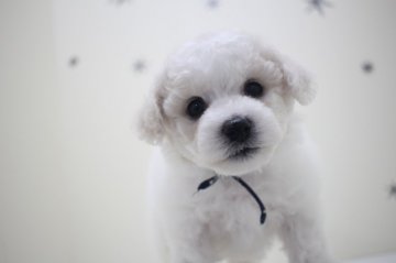 ビションフリーゼ【香川県・男の子・2017年1月20日・ホワイト】の写真「良血統」