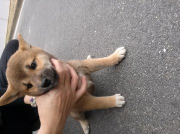 柴犬(標準サイズ)【香川県・女の子・2013年8月18日・赤】の写真「」