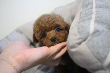 トイプードル(ティーカップ)【香川県・男の子・2016年12月24日・レッド】の写真「ＰＲＡクリア」