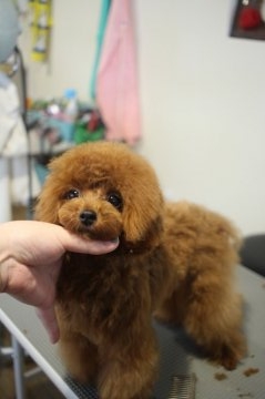 トイプードル(ティーカップ)【香川県・女の子・2016年5月19日・レッド】の写真「ティーカップ確定」