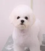 ビションフリーゼ【香川県・女の子・2022年2月21日・ホワイト】の写真2