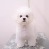 ビションフリーゼ【香川県・女の子・2022年2月21日・ホワイト】の写真3