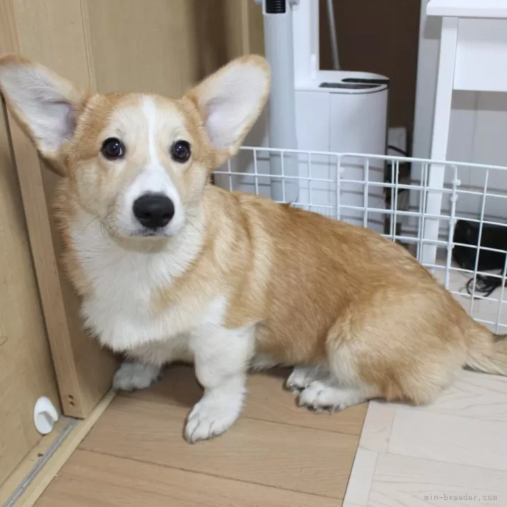 ID：2511-06272の子犬