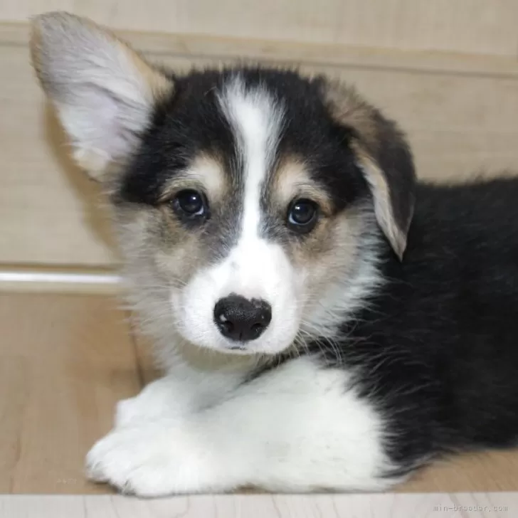 ウェルシュ・コーギー・ペンブローク【鹿児島県・男の子・2025年10月11日・トライカラー】の写真1